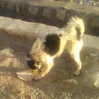 سگ نر دست وپا خال خالی نا قلا