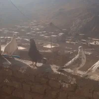 کفتربوم|پرنده|اسفراین, |دیوار