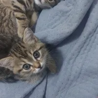 بچه گربه ۶۰ روزه اسکاتیش سالم وسرحال