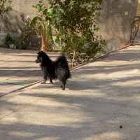 سگ پامر|سگ|بم, |دیوار