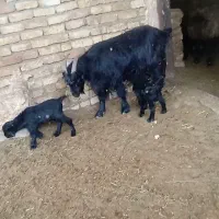 بز و بیگ های دوقلو نژادی نر