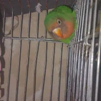 فروش فوری عروس هلندی وطوطی برزیلی کوتله|پرنده|چالوس, |دیوار