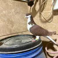 کبوتر بدرنگ|پرنده|قزوین, |دیوار