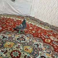 س عدد کبوتر|پرنده|رشتخوار, |دیوار