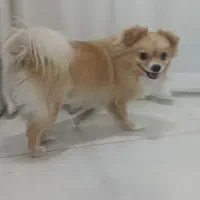 سگ پامراین روباهی|سگ|نسیمشهر, |دیوار