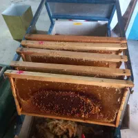 عسل کنار صددرصد خالص بشرط آزمایش|خوردنی و آشامیدنی|جناح, |دیوار