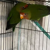 طوطی ملنگو و برزیلی|پرنده|الیگودرز, |دیوار