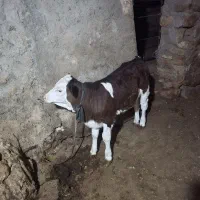 گوساله سمینتال|حیوانات مزرعه|بجنورد, |دیوار
