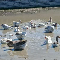 فروش غاز درشت و آماده