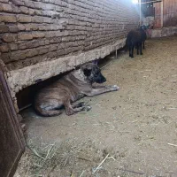 سگ ماده|سگ|نصر آباد, |دیوار