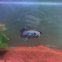 چانا اورنا صیدی