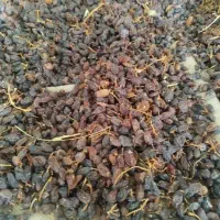کشمش پاک نشده
