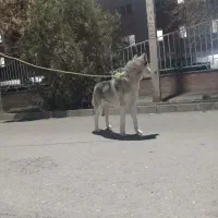 سگ هاسگی ماده فروش فوری