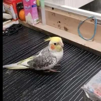 طوطی گم شده در آستانه اشرفیه با مژدگانی