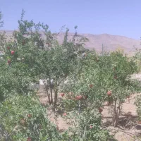 اجاره باغ انار رباب|اجارهٔ دفتر صنعتی، کشاورزی، تجاری|شیراز, ابیوردی|دیوار