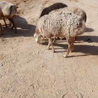 بره قوچی چینی|حیوانات مزرعه|تربت جام, جامرود|دیوار