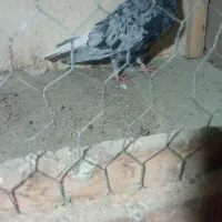 کبوترهفترنگ دم سفیدنر