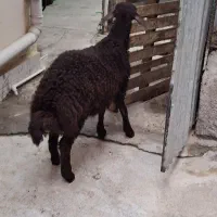 بره