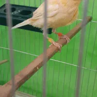 قناری نر پرتغالی