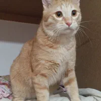 واگذاری گربه نر