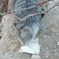 به دلیل جا به فروش می رسد