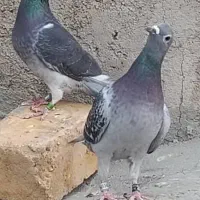 کی کفتر اردن خالص|پرنده|هامون, |دیوار