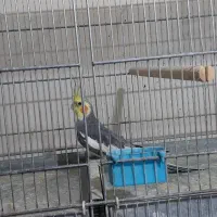 عروس بالغ|پرنده|قزوین, |دیوار