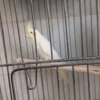 فروش یه تعداد نرو ماده عروس هلندی رنگ لوتینو|پرنده|یزد, |دیوار