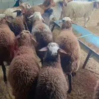 ۱۷ راس بره پای پروار(میش بز بزغاله گوسفند))