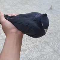 کفتر  هر رنگ