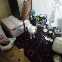 پیدا شده