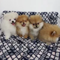 پامرانین دختروپسر|سگ|ساری, |دیوار