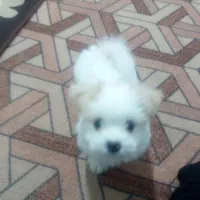 سگ سیتزو خانگی