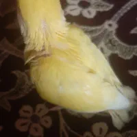 کوتوله برزیلی گم شده پرواز کرد محدوده سرقنات سجاد|حیوانات|قدس, شهر‌قدس|دیوار