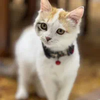 گربه|گربه|قم, زنبیل آباد|دیوار