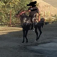 سزار اسب اصیل کرد