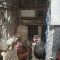 مرغ تخم گذار