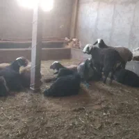 بره نر چاق|حیوانات مزرعه|دشتابی, |دیوار