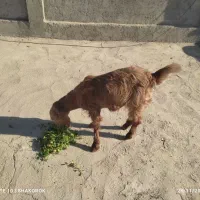 شنک ماده 9ماهشه چاق