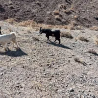 یک راس بره نر ویک راس بزغاله نر|حیوانات مزرعه|چادگان, |دیوار