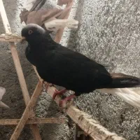 کبوتر دم سفید