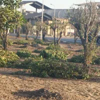 هرس کردن و تمیز کردن وقطع درختان و نخل بزرگ