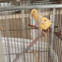 قناری مست ماده