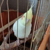 عروس هلندی طوطی برزیلی|پرنده|ری, اقدسیه|دیوار