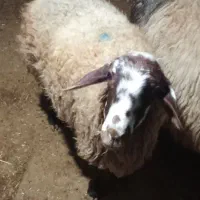 دو عدد گوسفند سرحال سالم|حیوانات مزرعه|شباب, |دیوار