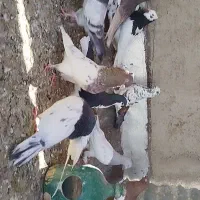 کفتر رنگی  20تا