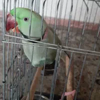 شاه طوطی  سخن گو اهلی رام