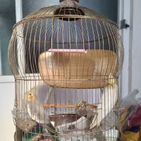 عروس هلندی جفت نروماده