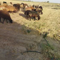 دعوت ب همکاری برای خریدو فروش دام