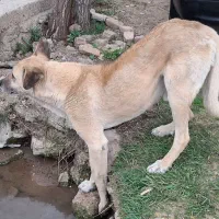 دو عدد سگ گمشده|حیوانات|بروجرد, |دیوار